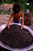 Preparing juice from Assahi palm tree fruits {Euterpe oleracea} Amazonas, Brazil