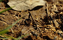 Matabele ants {Pachycondyla analis} collecting dead termites during raid, South Africa