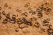 Matabele ants {Pachycondyla analis} collecting dead termites during raid, South Africa