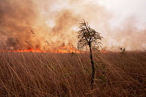 Fire in grassland started by farmer, Emas NP, Goias, Brazil