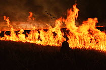Fire in fields and cerrado vegetation, Emas NP, Goias, Brazil