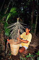 Collecting fruits of Assahi palm tree {Euterpe oleracea} Combu Is, Para, Brazil