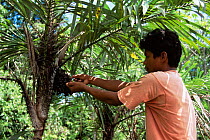 Collecting maraja berries {Pyrenoglyphis maraia} Mamiraua Ecol. Stn, Brazil, Amazonas