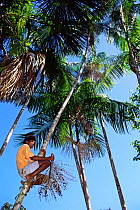 Climbing Assahi palm tree to harvest nuts {Euterpe oleracea} Combu Is, Brazil
