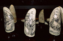 Historic scrimshaw work, Sperm whale teeth decorated with whaling scenes, Azores, Atlantic