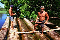 Making raft to transport wood logged in Mamiraua Ecol. Stn, Amazonas, Brazil