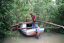 Cutting mangrove trees for building fishing traps, Canelas Is, Para, Brazil