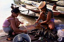 Women prepare bodo fish for eating, Mamiraua Ecol. Stn, Amazonas, Brazil