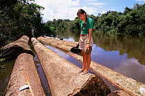 Researcher measures trees logged in Mamiraua Ecol. Stn, Amazonas, Brazil