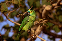 Blue fronted amazon parrot {Amazona aestiva} Emas NP, Goias, Brazil
