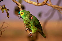 Blue fronted amazon parrot {Amazona aestiva} Emas NP. Goias, Brazil