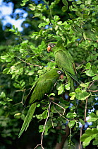 Blue crowned parakeet / conure {Aratinga acuticaudata neoxena} Venezuela, Margarita Is,