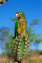 Cactus parakeet perched on cactus {Aratinga cactorum} NE Brazil