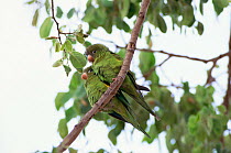 Yellow chevroned / canary winged parakeet {Brotogeris chiriri} Minas Gerais, Brazil