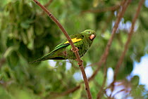 Yellow chevroned / canary winged parakeet {Brotogeris chiriri} Minas Gerais, Brazil