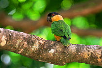Black headed caique parrot {Pionites melanocephala} Amazonia, Brazil