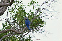 Spix's macaw, last wild bird {Cyanopsitta spixii} Curaca, Bahia, Brazil