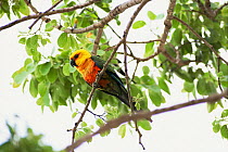 Jandaya / yellow headed conure {Aratinga jandaya} Ceara, NE Brazil