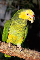 Yellow faced amazon parrot {Alipiopsitta xanthops} Cerrado, Minas Gerais, captive  Brazil