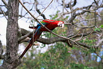 Green winged / Red and green macaw {Ara chloroptera} Tocantins, Brazil