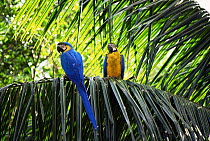 Blue and yellow macaw pair in coconut tree {Ara ararauna} Minas Gerais, Brazil