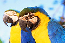 Blue and yellow macaw pair portrait {Ara ararauna} Minas Gerais, Brazil