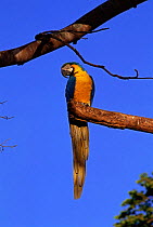 Blue and yellow macaw portrait {Ara ararauna} Minas Gerais, Brazil