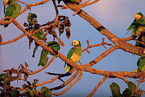 Yellow faced amazon parrots {Alipiopsitta xanthops} Emas NP, Cerrado, Goias, Brazil. Endangered species