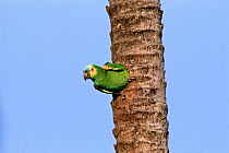 Blue fronted amazon parrot at nest hole {Amazona aestiva} Pantanal, Mato Grosso, Brazil