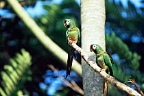Blue winged macaws {Primolius maracana} Atlantic rainforest, Sao Paulo, Brazil