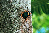 Blue winged macaw at nest hole {Primolius maracana} Atlantic rainforest, Sao Paulo, Brazil