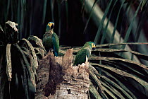 Red bellied macaw at nest in dead palm tree {Ara manilata} Madre de Dios, Peru