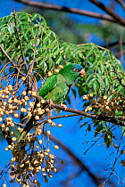Blue crowned parakeet / conure feeds on Chinaberry, Bolivia {Aratinga acuticaudata neumanni}