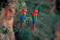 Green winged / Red and green macaws {Ara chloroptera} pair, Mato Grosso, Brazil
