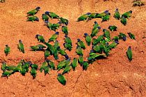 Blue headed parrots at clay lick {Pionus menstruus} Urubamba river, Peru