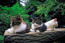 ic-02208 Three domestic cats {Felis catus} resting on a log.