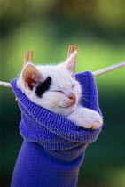 z-02708 Domestic kitten {Felis catus} sleeping in a hanging sock.