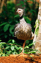Crested / Southern screamer standing on one leg {Chauna torquata} South America