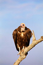 Hooded vulture {Necrosyrtes monachus} Masai Mara GR, Kenya