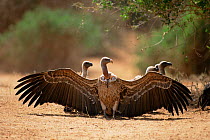 White backed vultures sunning {Gyps africanus} Samburu GR, Kenya