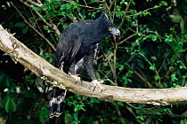 Black hawk eagle {Spizaetus tyrannus} Endangered sapecies, captive  South America