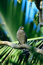 Roadside hawk {Buteo magnirostris} South America