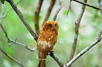 Sokoke scops owl, orange phase, Endangered species {Otus ireneae} Kenya