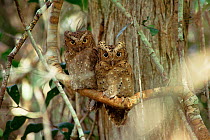 Sokoke scops owl pair, grey phase, Endangered species {Otus ireneae}  Kenya