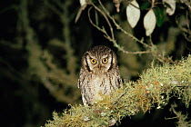 Tropical screech owl {Megascops choliba} Ibitipoca State Park, Brazil