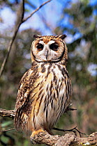 Striped owl {Pseudoscops clamator} Cerrado,  Minas Gerais, Brazil