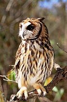 Striped owl {Pseudoscops clamator} Cerrado, Minas Gerais, Brazil