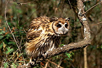 Striped owl, defense display {Pseudoscops clamator} Cerrado, Minas Gerais, Brazil