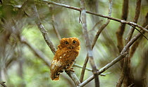 Sokoke scops owl (Otus ireneae) orange phase, in tree, Kenya, endangered species