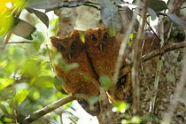 Two Sokoke scops owls (Otus ireneae) perched on branch, orange phase, Kenya, endangered species